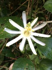 Passiflora silvestris