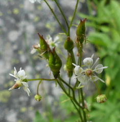 Micranthes odontoloma