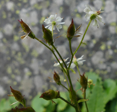 Micranthes odontoloma