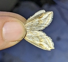 Chesias legatella