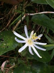Passiflora silvestris