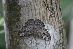 Hamadryas