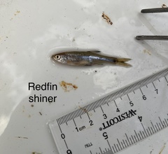 Lythrurus umbratilis