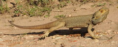 Pogona vitticeps