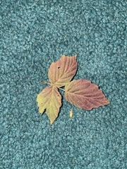 Acer negundo