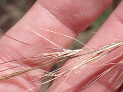 Aristida purpurea
