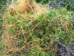 Cassytha filiformis