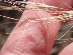 Aristida purpurea