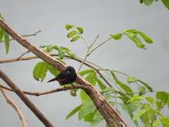 Sporophila angolensis