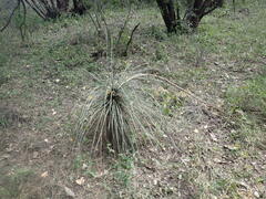 Yucca elata