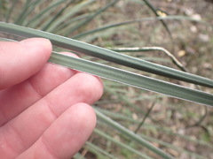Yucca elata