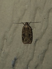 Agonopterix pulvipennella