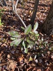 Mycosphaerella colorata
