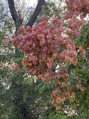 Koelreuteria