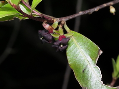 Pittosporum