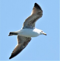 Larus atlanticus