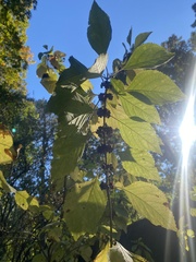 Catalpa bignonioides