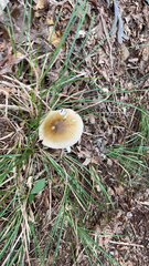 Amanita fulva