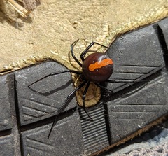 Latrodectus hasselti
