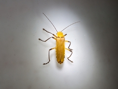 Chauliognathus cinguliventris
