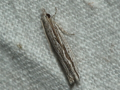 Holocola melanographa