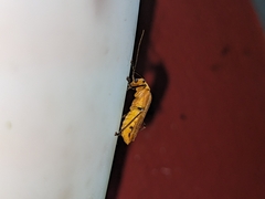 Chauliognathus cinguliventris