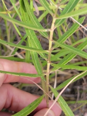 Asclepias linearis