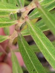 Asclepias linearis