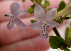 Oplonia spinosa