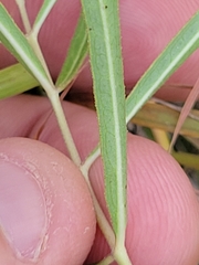 Asclepias linearis