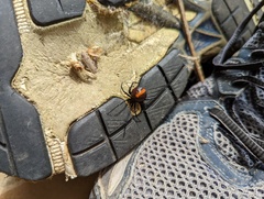Latrodectus hasselti