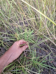 Asclepias linearis