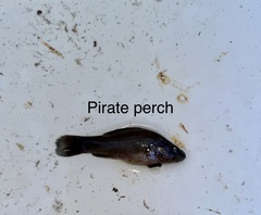 Aphredoderus sayanus