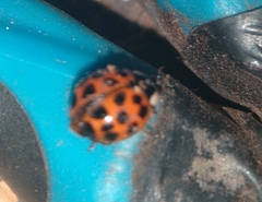 Harmonia axyridis