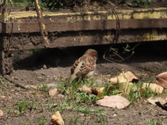 Passer domesticus