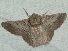 Hypobapta tachyhalotaria