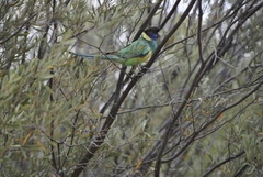 Barnardius zonarius