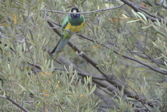 Barnardius zonarius