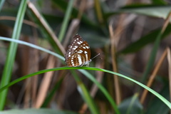 Phaedyma columella