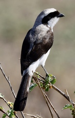 Lanius excubitoroides