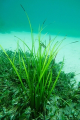 Posidonia