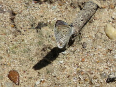 Hemiargus
