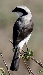 Lanius excubitoroides