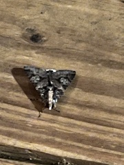 Melipotis famelica