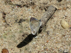 Hemiargus