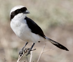 Lanius excubitoroides