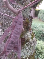 Cercis siliquastrum