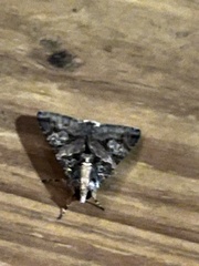 Melipotis famelica
