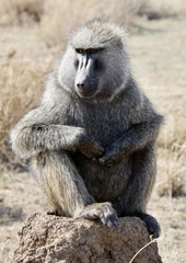 Papio anubis