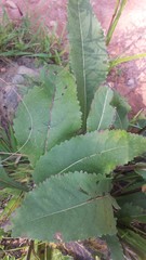 Parthenium integrifolium